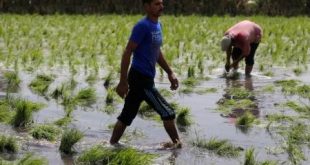 مزارعون في حقل مزروع بالأرز في القليوبية. (رويترز).