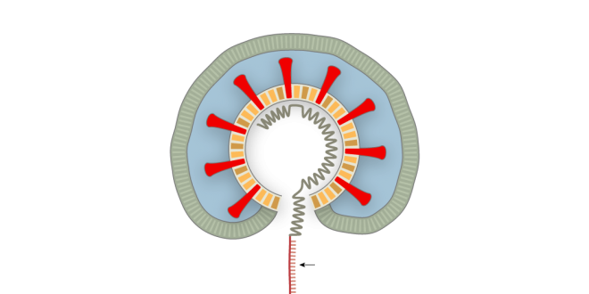 رسم تبسيطي لفيروس الكورونا يبين مكوناته