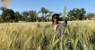 مزارع وسط احد حقول القمح المصرية. (الإنترنت)