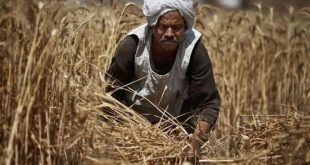 مزراع مصري يحصد محصول القمح من أرضه (أرشيفية)