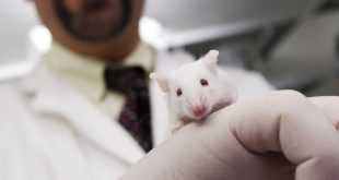 تحديد هرمون لدى الفئران يحارب الشيخوخة