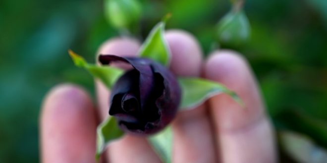 وردة سوداء داخل دفيئة زراعية في خلفتي التركية، 16 مايو 2022. (أ ف ب)