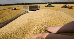 مصر تستورد أغلب احتياجتها من القمح من روسيا وأوكرانيا (الإنترنت)