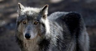 ذئب في إحدى حدائق كولورادو الأميركية، 28 مارس 2023. (أ ف ب)