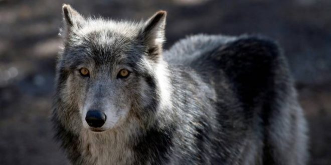 ذئب في إحدى حدائق كولورادو الأميركية، 28 مارس 2023. (أ ف ب)