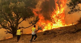 حرائق الغابات في الجزائر (أرشيفية)