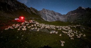المتطوعة في جمعية "أوبال" أليكي بوهاير-ماخ وهي تستكشف بصوء مصباحها اليدوي محيط مرعى بونتيميا بحثاً عن ذئاب في جبال الألب السويسرية، 10أغسطس 2023. (أ ف ب)