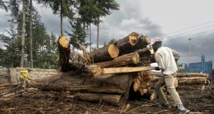 عامل يجمع الأشجار المقطوعة في كينيا. (أ ف ب)