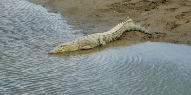 تمساح على الشاطئ في لوسبالوس في تيمور الشرقية، 20 يونيو 2019. (أ ف ب)