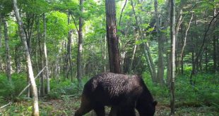 صورة التُقطت في 25 يونيو 2023 لأحد الدببة في هوكايدو شمال اليابان( أرشيفية)