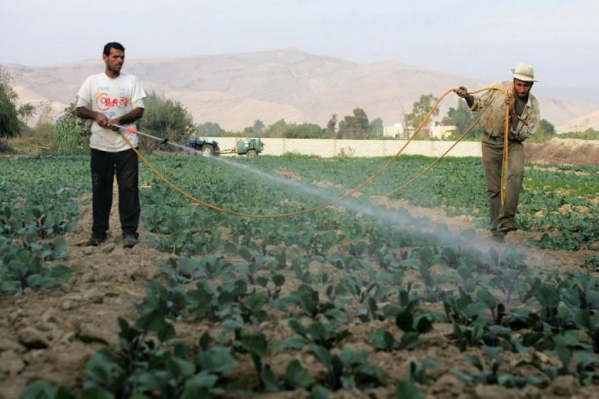 الزراعة في الأردن