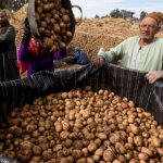 البطاطس المصرية تصدير