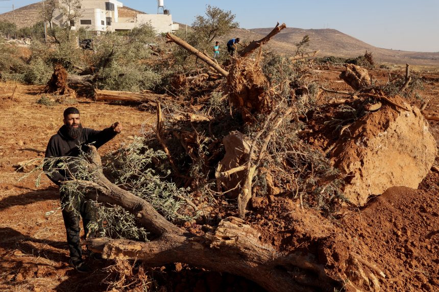 AFP 20250824 72BH8AP v2 HighRes PalestinianIsraelConflictAgricultureLand