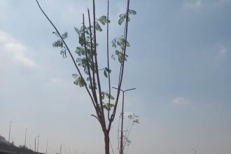 109032 بدء أعمال زراعة محور صلاح سالم الجديد ضمن مبادرة 100 مليون شجرة