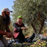 مزارعو الضفة الغربية يجمعون الزيتون وسط هجمات المستوطنين المعتادة بموسم الحصاد 2 مزارعو الضفة الغربية يجمعون الزيتون وسط هجمات المستوطنين المعتادة بموسم الحصاد