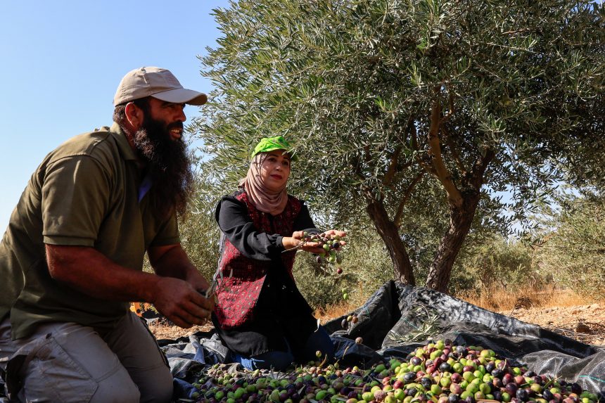 مزارعو الضفة الغربية يجمعون الزيتون وسط هجمات المستوطنين المعتادة بموسم الحصاد 1 مزارعو الضفة الغربية يجمعون الزيتون وسط هجمات المستوطنين المعتادة بموسم الحصاد