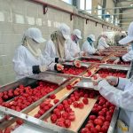 افتتاح مجمع الصناعات الغذائية بالكيمان لتعزيز التصنيع الزراعي والاستثمار في صعيد مصر