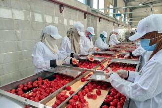 افتتاح مجمع الصناعات الغذائية بالكيمان لتعزيز التصنيع الزراعي والاستثمار في صعيد مصر