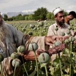 زراعة الأفيون في أفغانستان