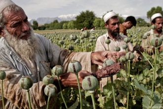 زراعة الأفيون في أفغانستان