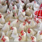 613250569 1447046244132458 954304103764852795 n e1767957590631