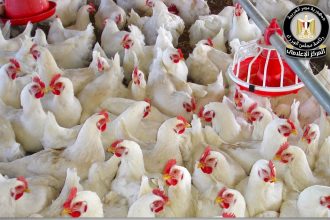 613250569 1447046244132458 954304103764852795 n e1767957590631