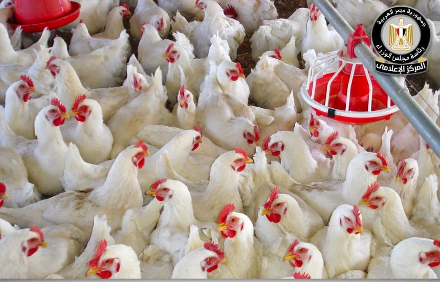 613250569 1447046244132458 954304103764852795 n e1767957590631