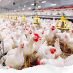 619402613 1464086745761741 5896334973004019904 n e1769613387480