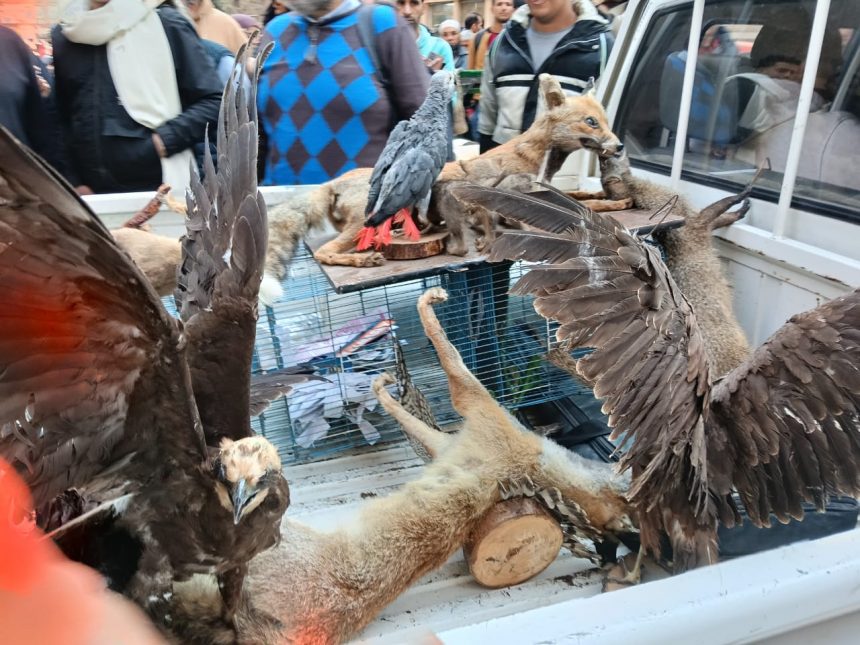 WhatsApp Image 2026 01 17 at 7.34.48 PM