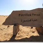 الغابة المتحجرة e1767612202946