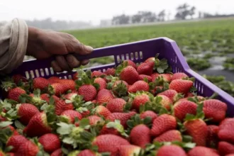 الفراولة المصرية