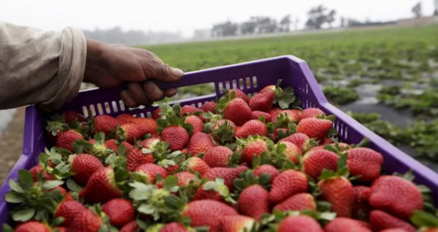 الفراولة المصرية