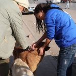 بدء المرحلة الميدانية لتعقيم وتحصين الكلاب الحرة بعين شمس