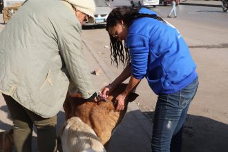 بدء المرحلة الميدانية لتعقيم وتحصين الكلاب الحرة بعين شمس