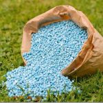 المركز الإعلامي لمجلس الوزراء يوضح حقيقة نقص التقاوي والأسمدة المعتمدة لزراعة القمح بالمنافذ الرسمية e1770041123111