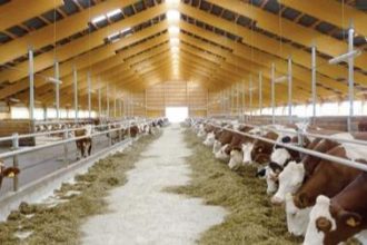 المشروع القومي للبتلو