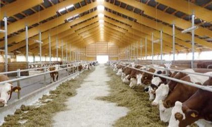 المشروع القومي للبتلو