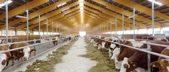 المشروع القومي للبتلو