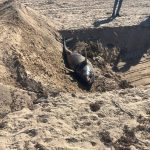 دفن الدرفيل النافق في رأس غارب وفقاً للاشتراطات البيئية e1770974532705