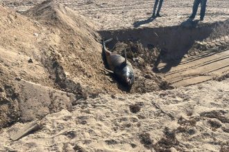 دفن الدرفيل النافق في رأس غارب وفقاً للاشتراطات البيئية e1770974532705