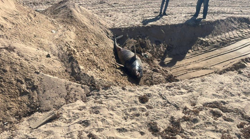 دفن الدرفيل النافق في رأس غارب وفقاً للاشتراطات البيئية e1770974532705