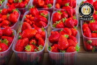 الفراولة e1775222861430