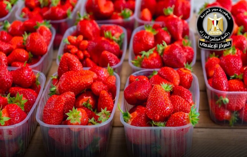 الفراولة e1775222861430