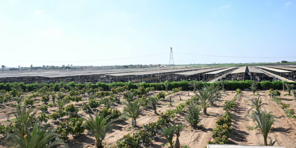 مدبولي: نقلة غير مسبوقة بقطاع الزراعة والأمن الغذائي وتطوير الريف المصري في صدارة الأولويات الاستراتيجية 2 image 148