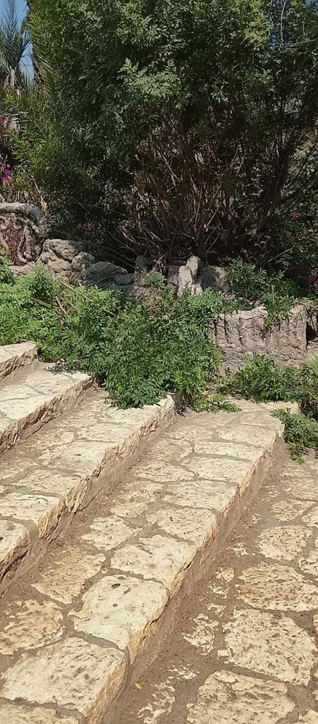 الزراعة توضح حقيقة قطع أشجار نادرة بحديقة الأسماك بالزمالك (صور) 2 image 241